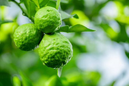Bergamot, Fresh green bergamot fruit hanging from branch. bergamot tree garden and healthy food concept, group of bergamot,Bergamot medicinal plants with manyの写真素材