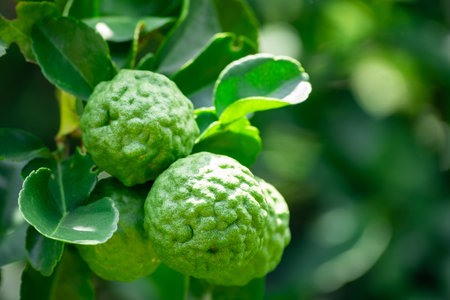 Bergamot, Fresh green bergamot fruit hanging from branch. bergamot tree garden and healthy food concept, group of bergamot,Bergamot medicinal plants with manyの写真素材