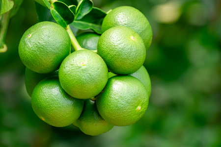 Green lemons is citrus  fruits on a branch with nature background. Green Lemons tree in the garden...