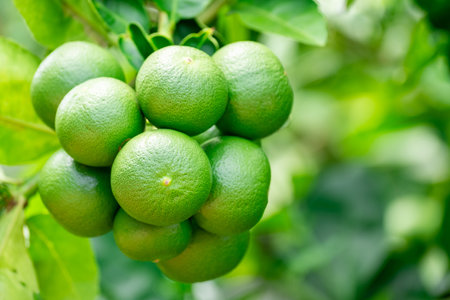 Green lemons is citrus  fruits on a branch with nature background. Green Lemons tree in the garden...