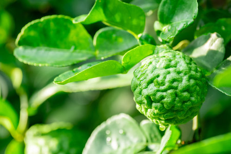 Bergamot, Fresh green bergamot fruit hanging from branch. bergamot tree garden and healthy food...
