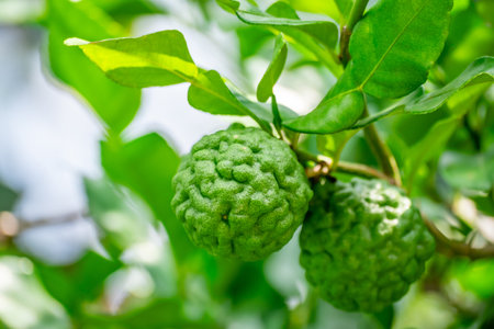 Bergamot, Fresh green bergamot fruit hanging from branch. bergamot tree garden and healthy food...