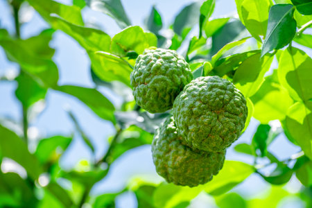 Fresh green bergamot fruit hanging from branch. bergamot tree garden and healthy food concept, group of bergamot,Bergamot medicinal plants with manyの写真素材