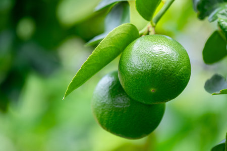 Green lemons is citrus  fruits on a branch with nature background. Green Lemons tree in the garden...