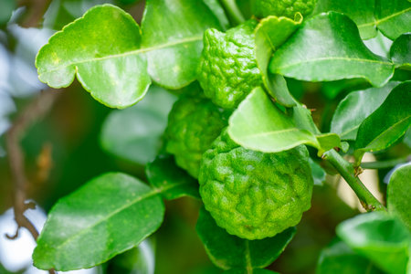Bergamot, Fresh green bergamot fruit hanging from branch. bergamot tree garden and healthy food concept, group of bergamot,Bergamot medicinal plants with manyの写真素材