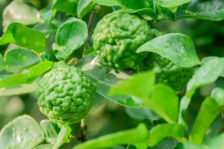 Bergamot, Fresh green bergamot fruit hanging from branch. bergamot tree garden and healthy food...