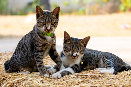 Close-up of two tabby cats peacefully sleeping side by side on straw, showing a heartwarming moment...