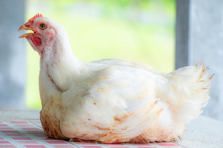 Close up of a white broiler chicken sitting on tiled floor, beak open, possibly vocalizing. Captured...