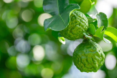 Bergamot, Fresh green bergamot fruit hanging from branch. bergamot tree garden and healthy food...