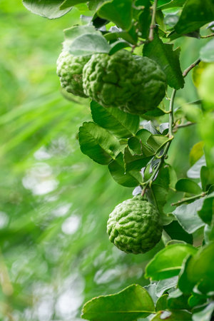 Bergamot, Fresh green bergamot fruit hanging from branch. bergamot tree garden and healthy food...