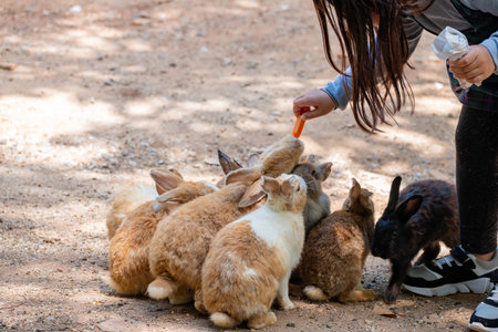 Asian young girl feeds rabbits with carrots at an outdoor petting zoo. The child interacts gently with the animals, creating a joyful and heartwarming scene in nature.の写真素材