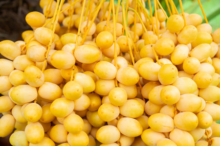 Fresh Barhi ,Ripe yellow dates hanging in large clusters on a date palm tree, ready for harvest....
