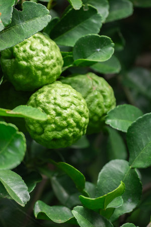 Bergamot, Fresh green bergamot fruit hanging from branch. bergamot tree garden and healthy food concept, group of bergamotの写真素材