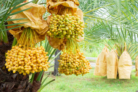 Fresh Barhi ,Ripe yellow dates hanging in large clusters on a date palm tree, ready for harvest....