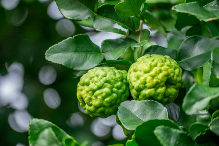 Bergamot, Fresh green bergamot fruit hanging from branch. bergamot tree garden and healthy food...