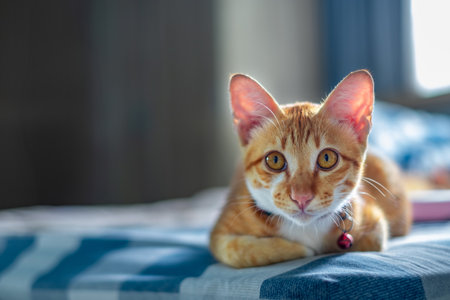 Close up of a cute ginger cat with bright eyes lying on a bed indoors, wearing a collar with a bell, symbolizing domestic pet, relaxation, friendship, and animal lifestyle in home environment.の写真素材
