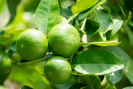 Green lemons is citrus  fruits on a branch with nature background. Green Lemons tree in the garden...