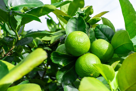 Green lemons is citrus  fruits on a branch with nature background. Green Lemons tree in the garden...