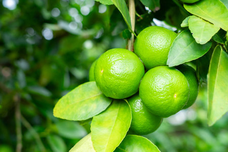 Green lemons is citrus  fruits on a branch with nature background. Green Lemons tree in the garden...