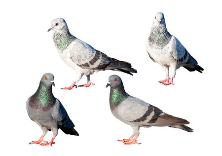 Pigeon, Full Body pigeon walking isolated on white background with clipping path, showing detailed feathers and natural colors. Perfect for concepts of urban wildlife, freedom, nature and city life.の写真素材