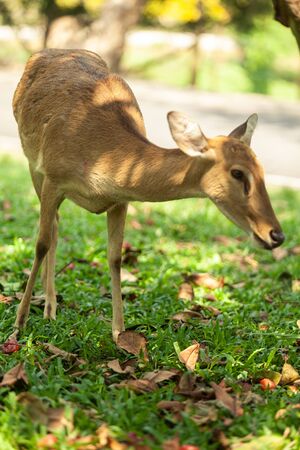 deer are walking to eat glassの写真素材