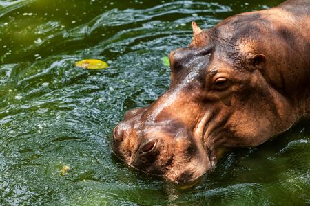 the big hippo plays in the waterの写真素材