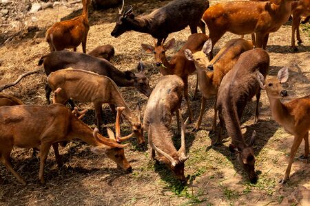 many deer families are eating glass in the sun