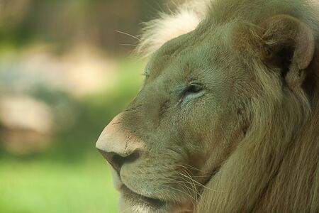 Portrait of a white lion from the zooの写真素材