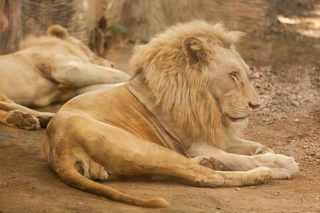 two white lions are playing in the thailand zooの写真素材