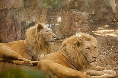 Two white lions are sleepingの写真素材
