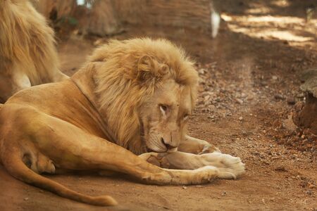 Portrait of a white lion from the zooの写真素材