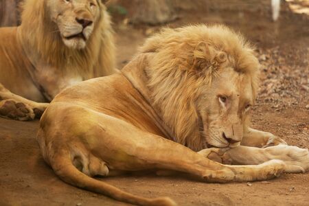 Two white lions are sleepingの写真素材