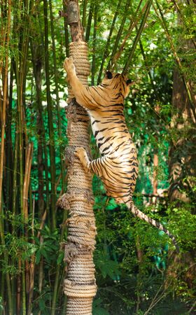 the big tiger is going up the treeの写真素材