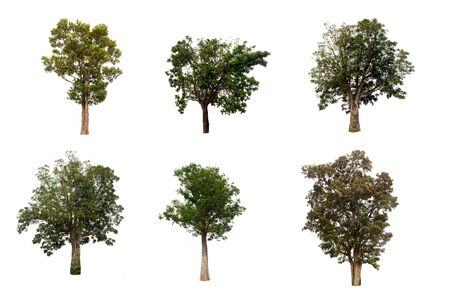 collection of tree isolated on white background ( for decorating the village garden)の写真素材