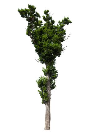 isolated tree born in Asia on white background The concept and design for the website garden and home condoの写真素材