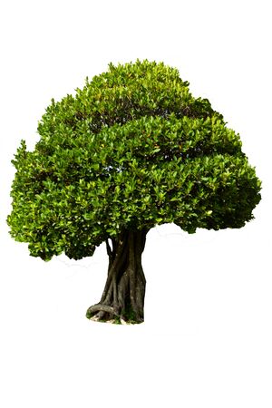 beautiful decorative tree in the garden isolated on a white background,Object element for designの写真素材