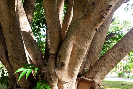 tree in the garden with sunlightの写真素材