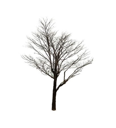 trees isolated on white background for decorating the village garden.の写真素材
