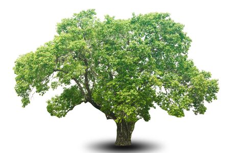 tree isolated on white background for decorating the village gardenの写真素材