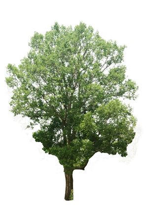 isolated tree on white background for decorating the village gardenの写真素材