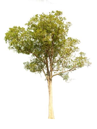 isolated tree born in Asia on white background The concept and design for the website garden and home condoの写真素材