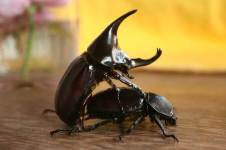 Sex in the world of bugs and insect. Isolated on a nature background.It is