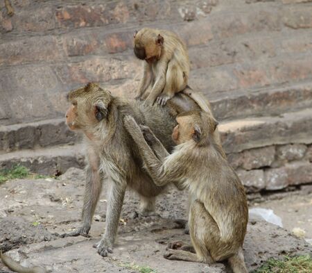 A lot of monkey crowds live in stone castle that the Lop Buri , in Thailand