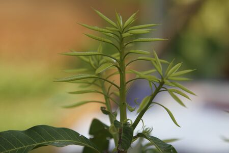 The symbol of the civilization grows up of the life , the top of the tree is sprouting to go up , mean the progress will of the life to will maintain to remain in the world for human all being , の写真素材