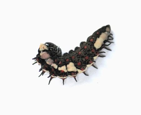 Caterpillar , the caterpillar is one period circuit of the life of a butterfly , which , at transfer come to this intermittently at a worm is carrying stripes is the chrysalis and will go out to are formed young of a butterfly in the order next , be the pの写真素材