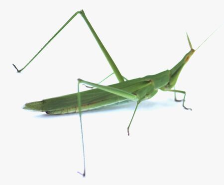 grasshopper , be residence insect stays to area the field in the Northeastern of Thailand , a Thai in the northeast will lead to bring eat is the food , の写真素材