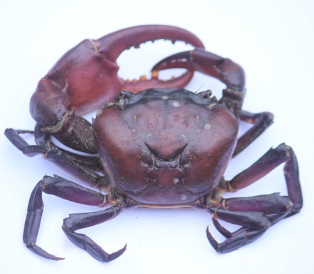 field crab , be one fresh water kind crab , in Thailand has will fresh water crab , be animal that have no the backbone , there is just a carapace is covered the body , the male is will pregnant tiny slender resemble but [ T letter ] ,  , left side claw wの写真素材