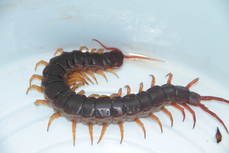 Macro Photo of a Centipedeの写真素材