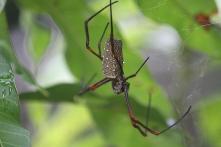 a spiderの写真素材