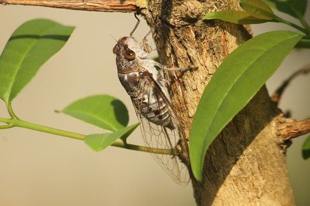 cicada , be an insect that make a noise to cry の写真素材